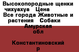 Высокопородные щенки чихуахуа › Цена ­ 25 000 - Все города Животные и растения » Собаки   . Амурская обл.,Константиновский р-н